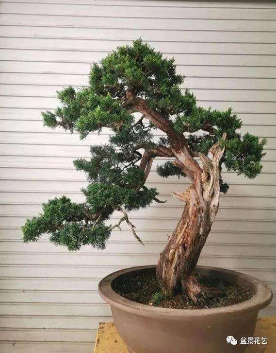 为什么养护盆景要薄肥勤施