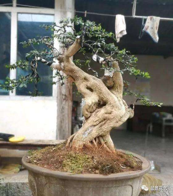 树木盆景修剪后虚弱不可施肥过重