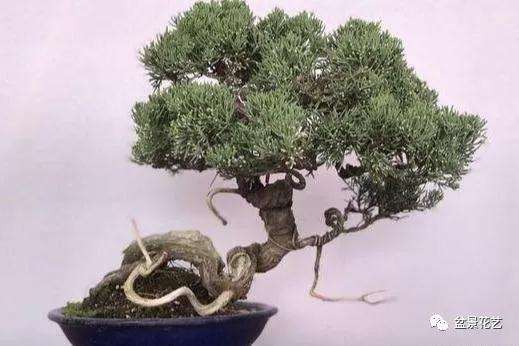 盆景肥料怎么选用要根据树木的特性