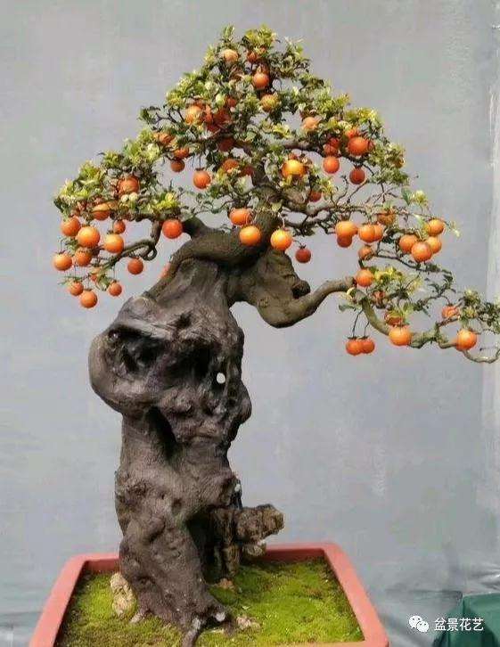 盆景养护切忌施肥过浓或者过量