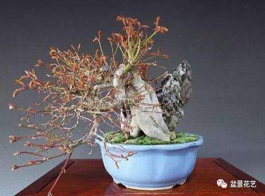 玩盆景养老桩为什么要施肥