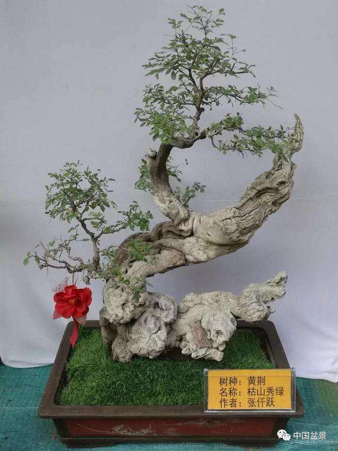 郑州市老干部举办祖国好盆景艺术展