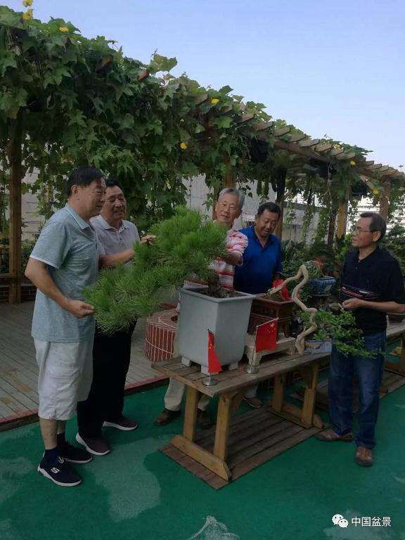 郑州市老干部举办祖国好盆景艺术展