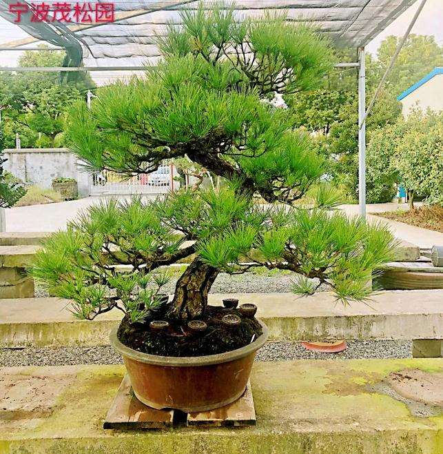 黄敖训先生捐赠100年盆龄黑松盆景一盆