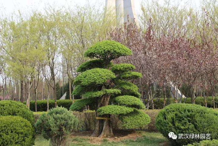 让对节白蜡盆景艺术走向世界