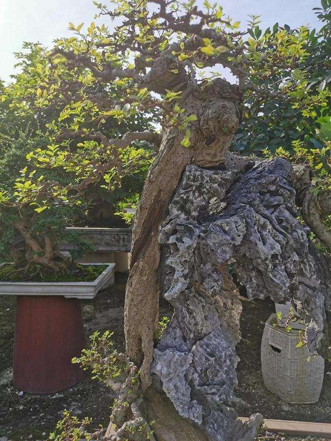 老人玩盆景不但一点不慢吞吞 还贼快