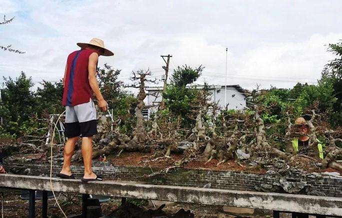 老人玩盆景不但一点不慢吞吞 还贼快