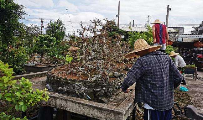 老人玩盆景不但一点不慢吞吞 还贼快