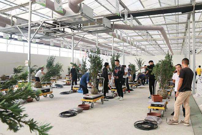 全国盆景制作技艺比武今天开赛