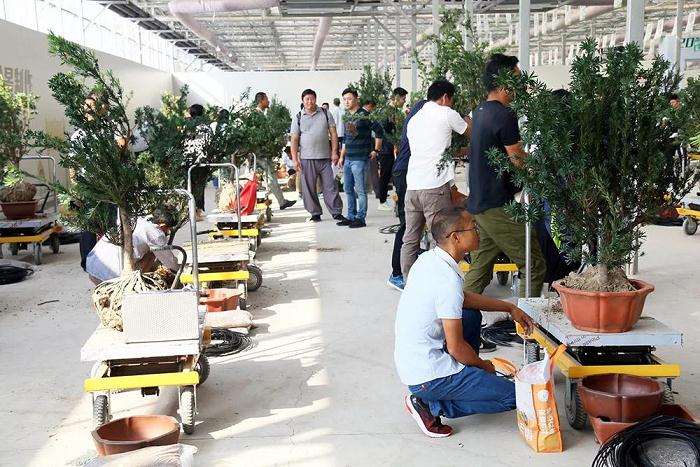 全国盆景制作技艺比武今天开赛