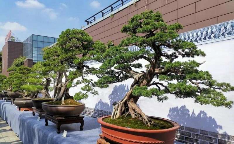 泰州市第五届盆景精品展开幕式