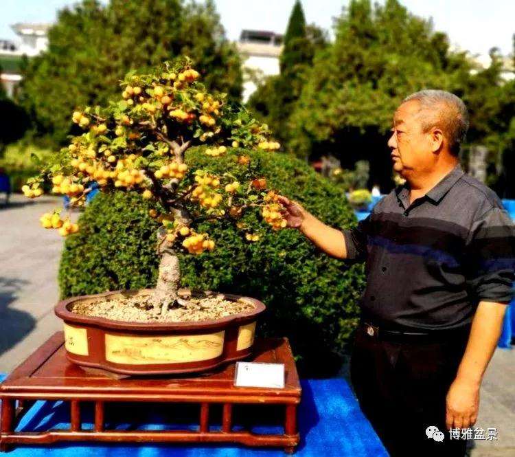 许昌市首届大型盆景展开幕