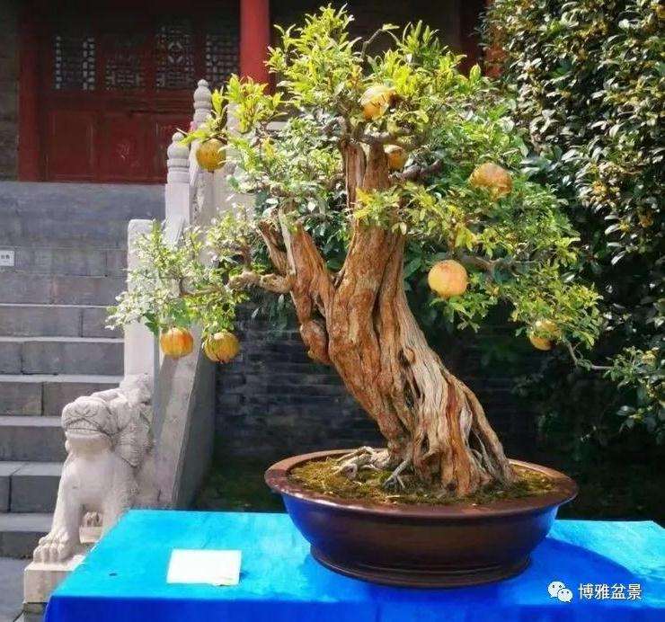 许昌市首届大型盆景展开幕