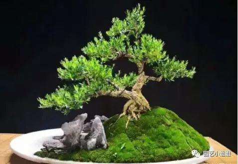 盆景长不大 主要有3个因素