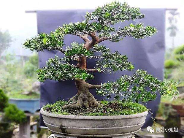 盆景长不大 主要有3个因素