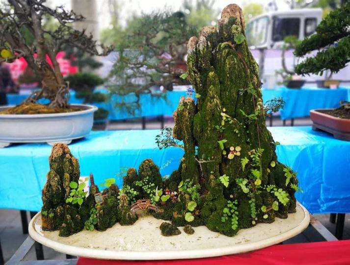 汉中市国庆70周年花卉盆景展正式开幕