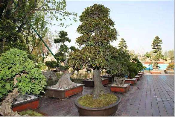 汉中市国庆70周年花卉盆景展正式开幕