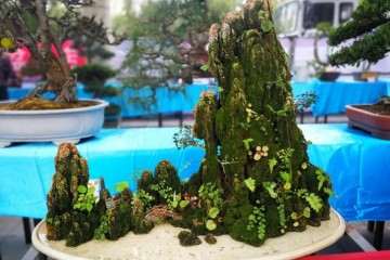 汉中市国庆70周年花卉盆景展正式开幕