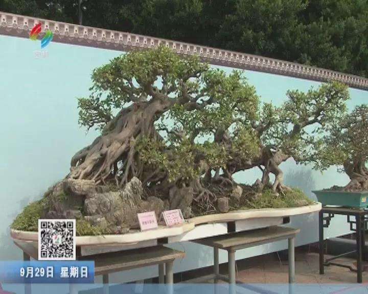 容桂盆景精品展在花溪公园举行