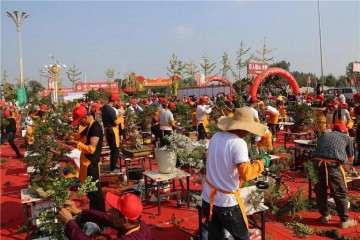 中国首届盆景职业技能竞赛火爆开启