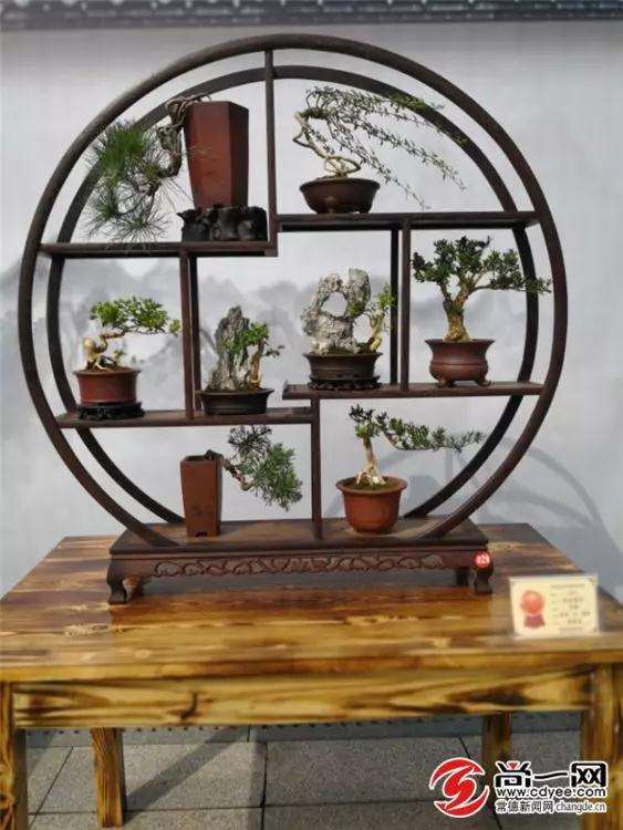 常德市白马湖公园盆景展