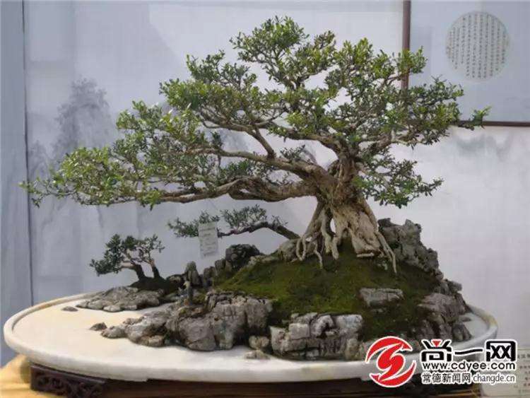 常德市白马湖公园盆景展