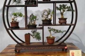 常德市白马湖公园盆景展