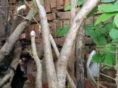 映山红下山桩生桩上盆俩月的发芽情况