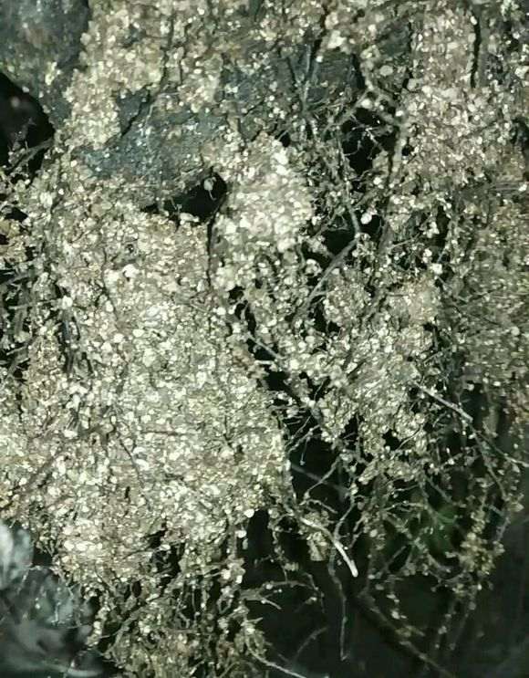 专用发根土种下的下山桩生桩