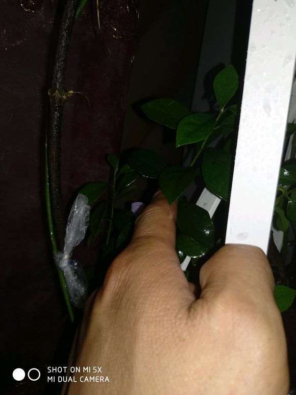 你听谁说的下山桩生桩要控水