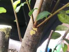 下山桩生桩一个芽点好几个枝条 怎么办