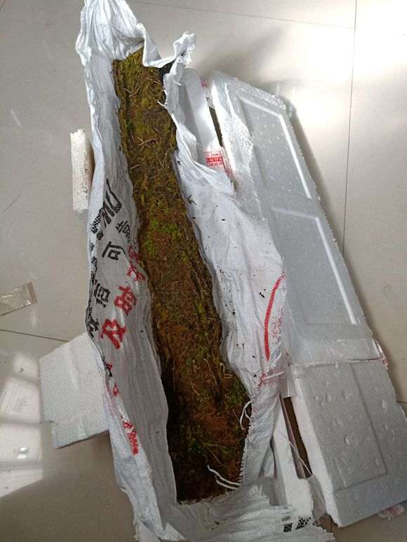 春季时死了几个下山桩 发誓再也不买生桩了