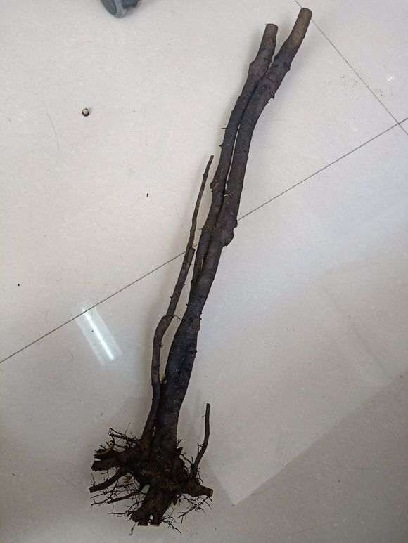 春季时死了几个下山桩 发誓再也不买生桩了