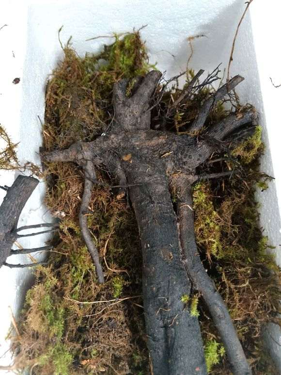 春季时死了几个下山桩 发誓再也不买生桩了