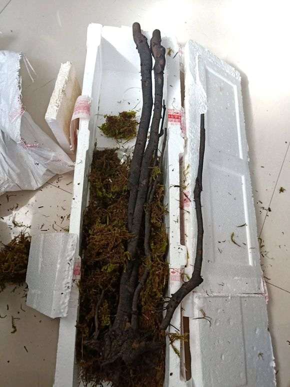 春季时死了几个下山桩 发誓再也不买生桩了