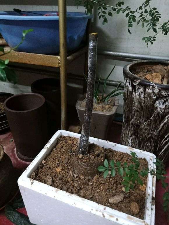 春季时死了几个下山桩 发誓再也不买生桩了