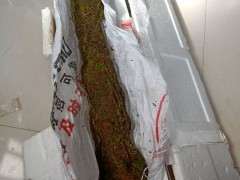 春季时死了几个下山桩 发誓再也不买生桩了