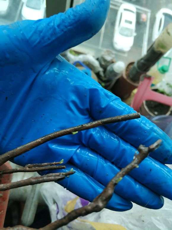 赤霉素对下山桩生桩 到底有没有用