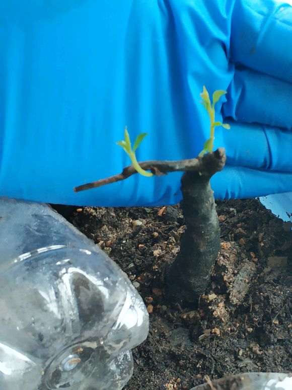 赤霉素对下山桩生桩 到底有没有用