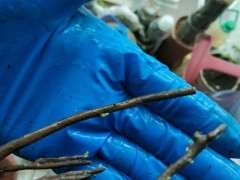 赤霉素对下山桩生桩 到底有没有用