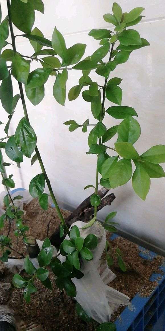 下山桩生桩的叶不黑不黄