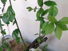 下山桩生桩的叶不黑不黄 叶子掉了好几片