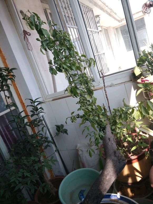 下山桩生桩换盆用什么土最好