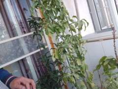 金弹子下山桩生桩换盆用什么土最好