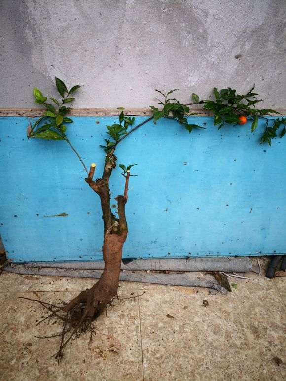 下山桩生桩上盆后怎么造型