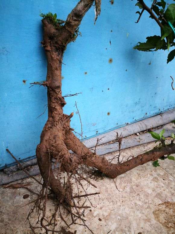 下山桩生桩上盆后怎么造型