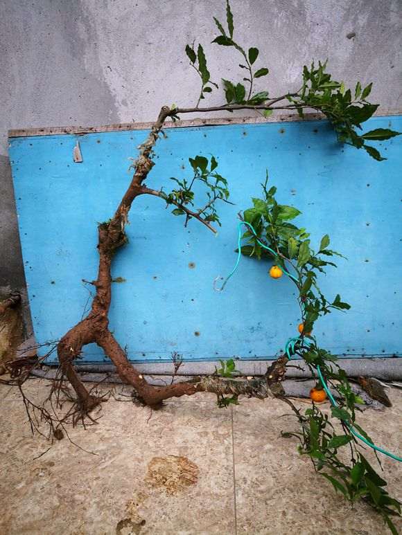 下山桩生桩上盆后怎么造型