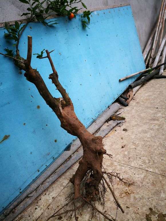 下山桩生桩上盆后怎么造型