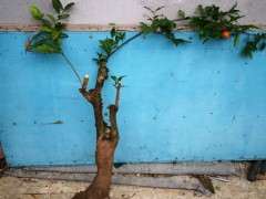 下山桩生桩上盆后怎么造型