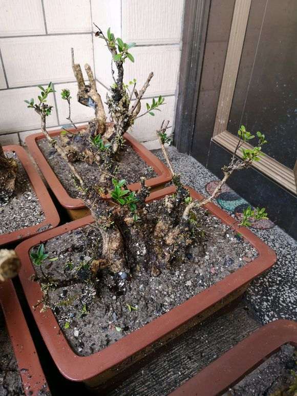 云南黄杨下山桩 栽了才十天 已经发芽好多